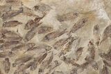 Fossil Fish (Gosiutichthys) Mortality Plate - Wyoming #228939-1